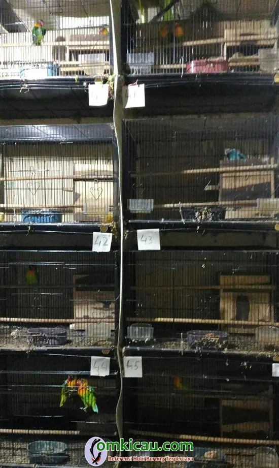 kandang ternak lovebird