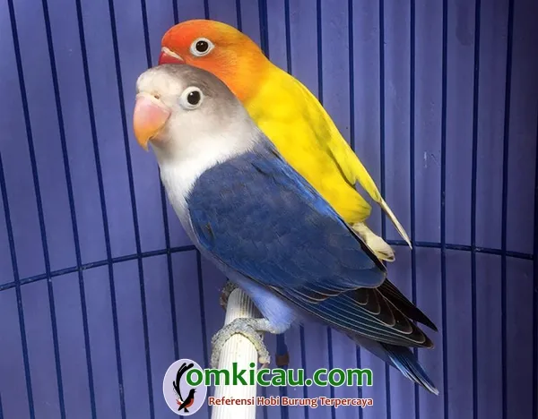 beternak lovebird