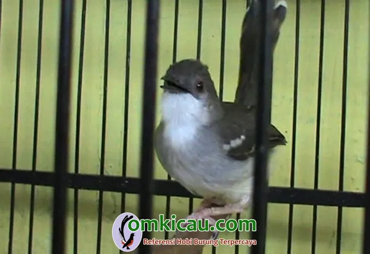 melatih ciblek muda tips melatih mental ciblek muda agar jadi burung petarung