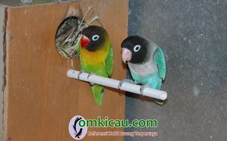 gelodok lovebird Penggunaan glodok yang tepat dapat meningkatkan produktivitas penangkaran