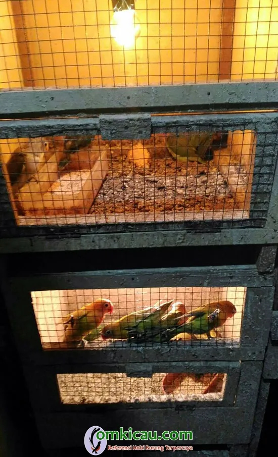 cara ternak burung lovebird