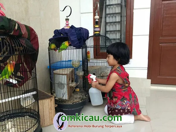 penangkaran lovebird