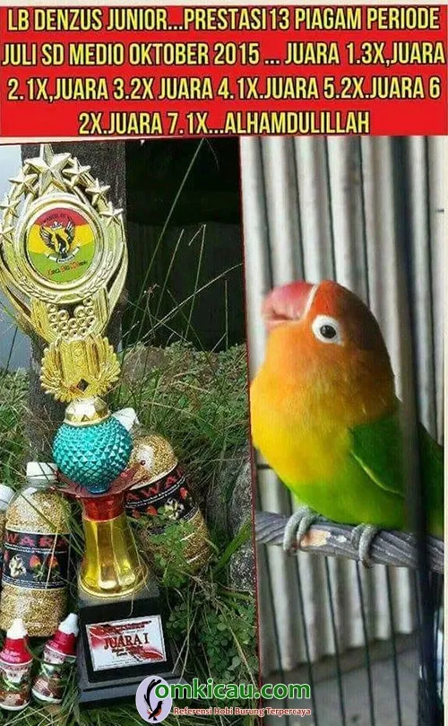 breeding lovebird