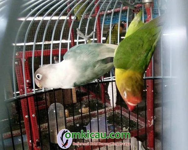 breeding lovebird
