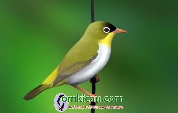 Burung kacamata sangihe
