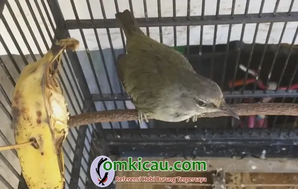 Burung opior jawa