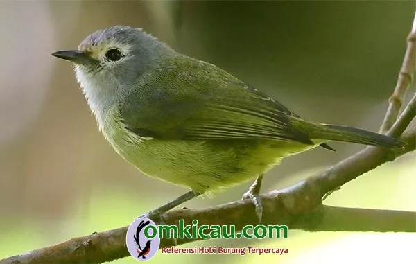 Burung opior jawa
