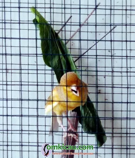 cara merawat burung kenari