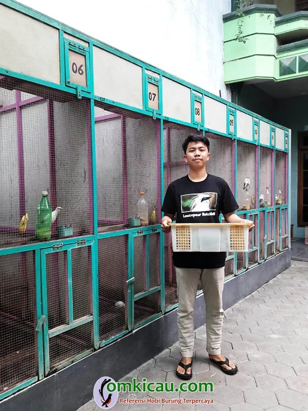 breeding jalak