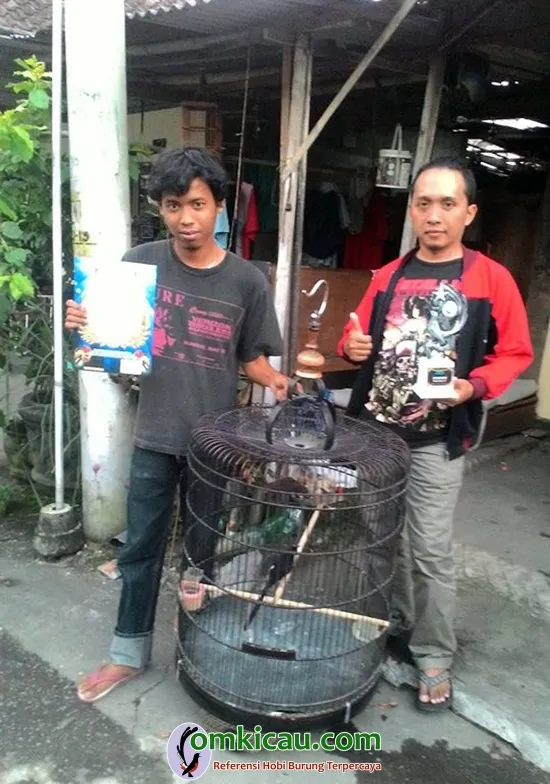cara ternak burung murai batu