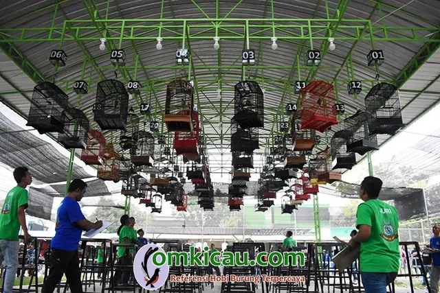 penangkaran burung cucak ijo