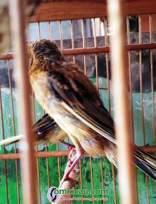 cara ternak burung kenari