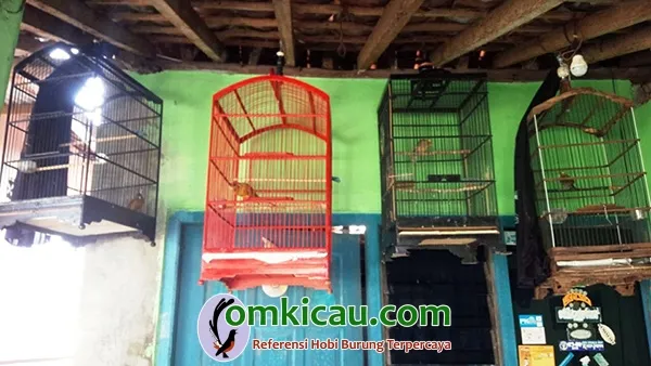 beternak burung kenari