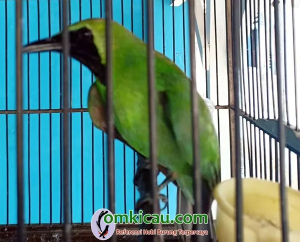 perawatan cucak ijo