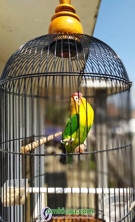 perawatan lovebird