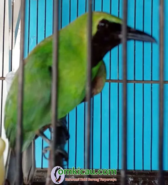 cucak ijo Paramex