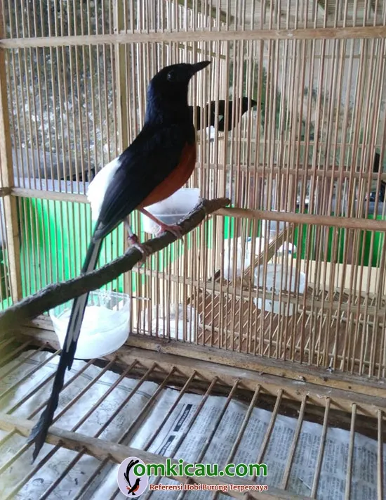 ternak murai batu