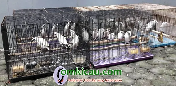 anakan burung jalak