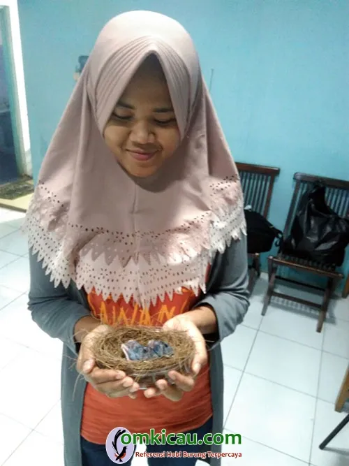 anakan murai batu