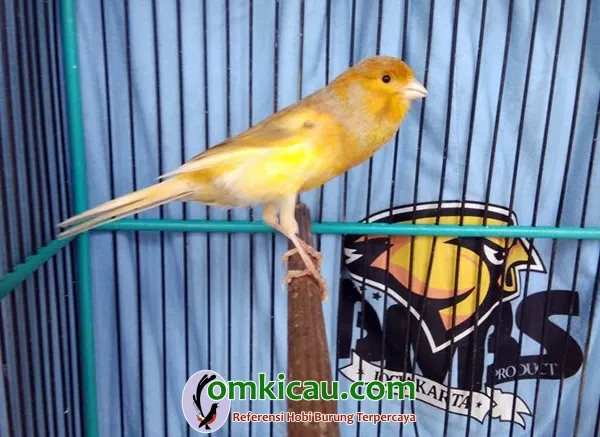 perawatan kenari