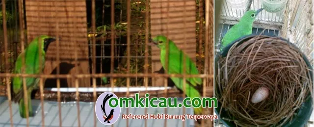 penangkaran burung cucak ijo penangkaran burung cucak ijo