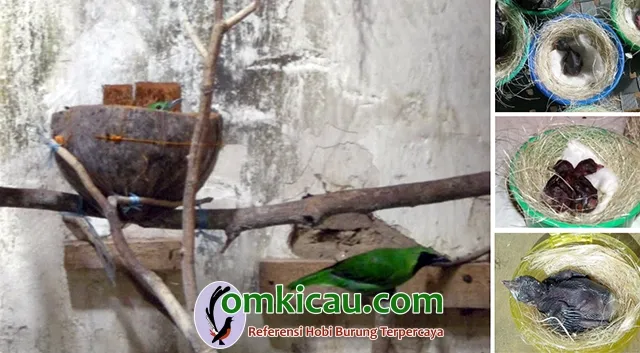 penangkaran burung cucak ijo penangkaran burung cucak ijo