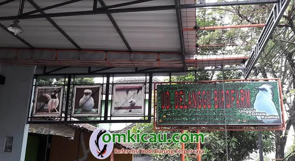 penangkaran burung jalak