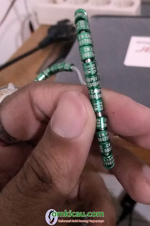 beternak kenari