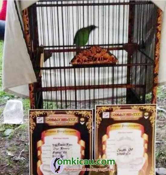 cucak ijo jawara