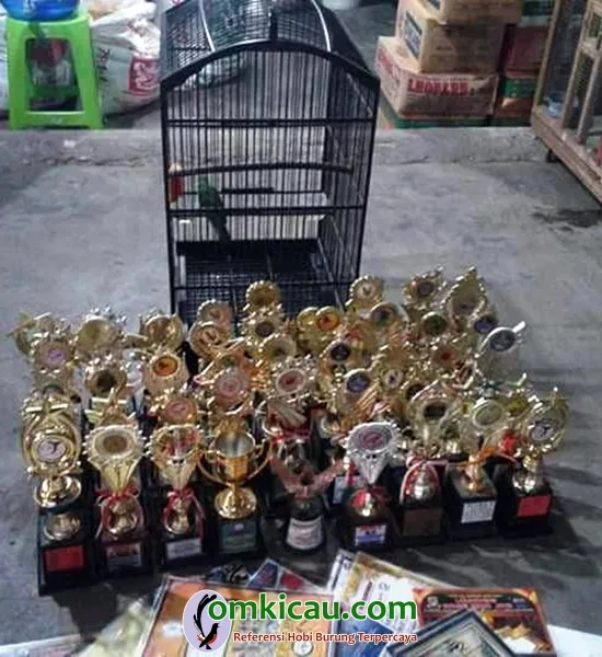 cara merawat burung cucak hijau kepala kuning