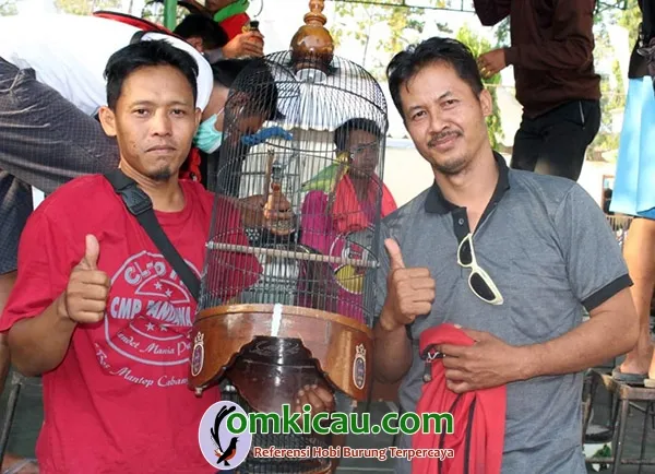 lovebird Delima