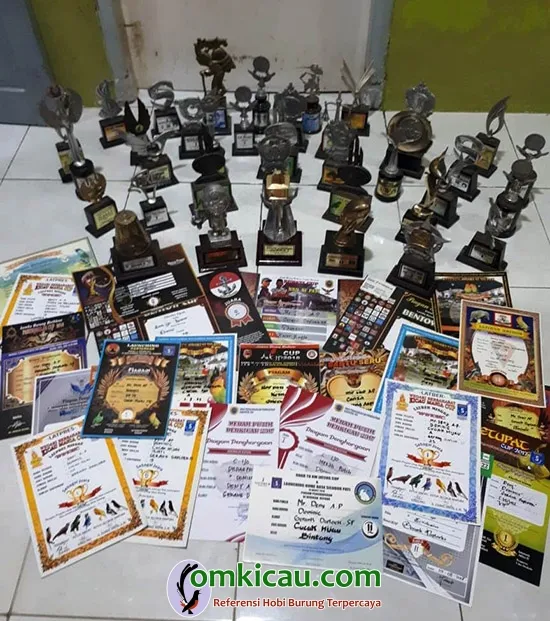perawatan cucak ijo