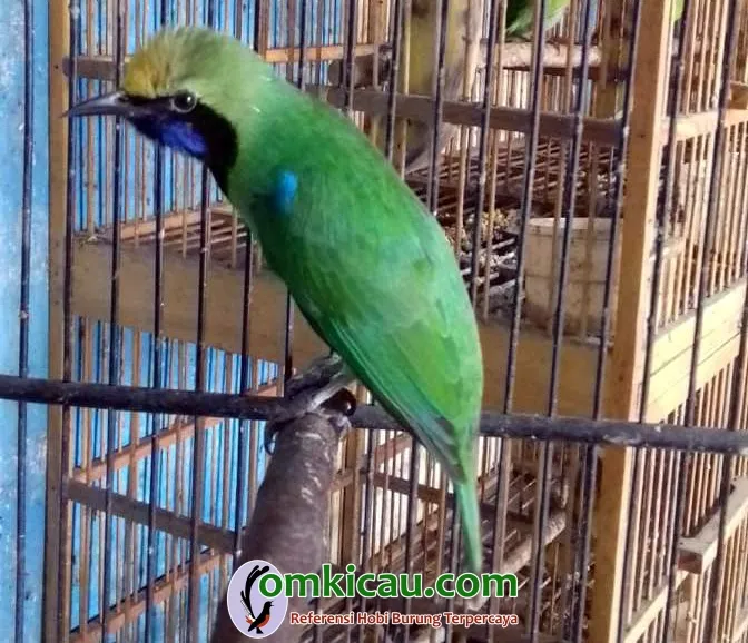 cucak hijau kepala kuning cucak hijau kepala kuning