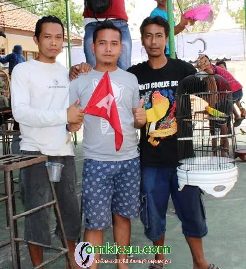 Lovebird Berbei