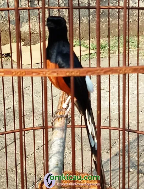 perawatan murai batu