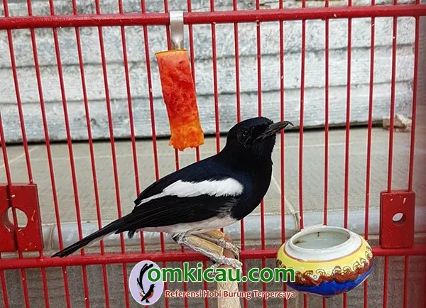 cara merawat burung kacer