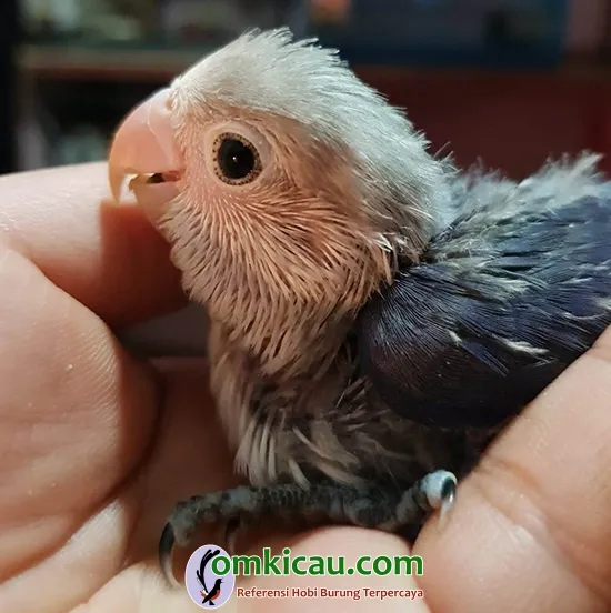 ternak lovebird