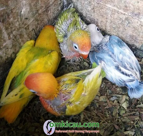 Clourit Bird Farm