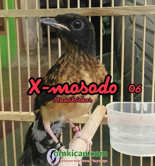 breeding murai batu