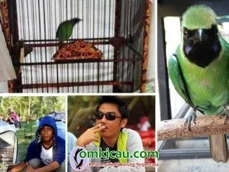 cucak ijo Dominic