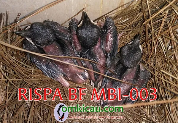 hasil trotolan Rispa BF