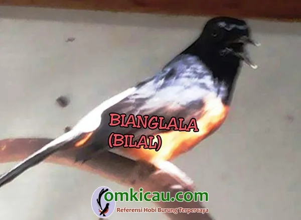 cara ternak burung murai batu