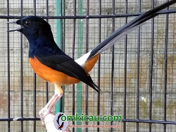cara ternak burung murai batu