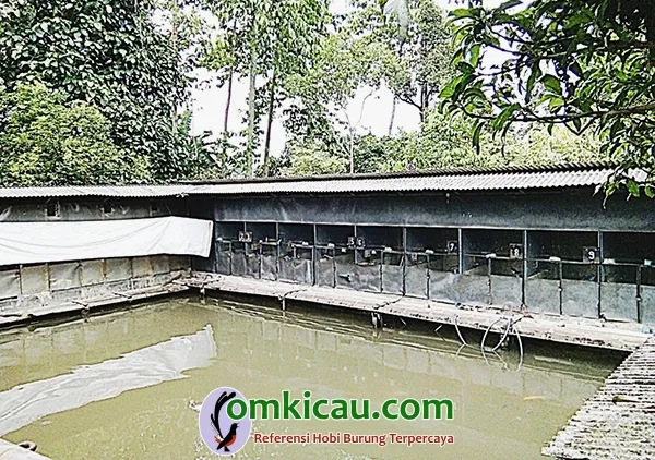 breeding murai batu Iconk BF Majalengka