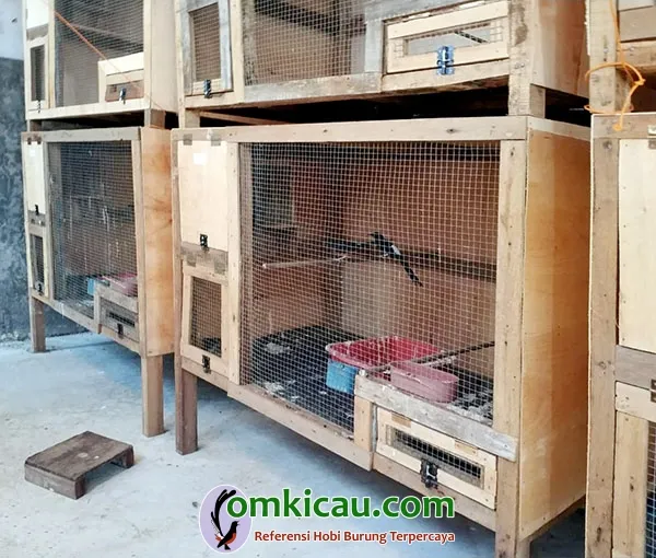 cara ternak burung murai batu