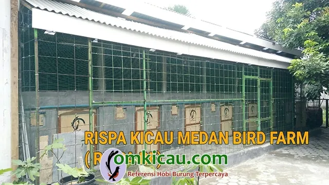 Rispa Kicau Medan B Rispa Kicau Medan B