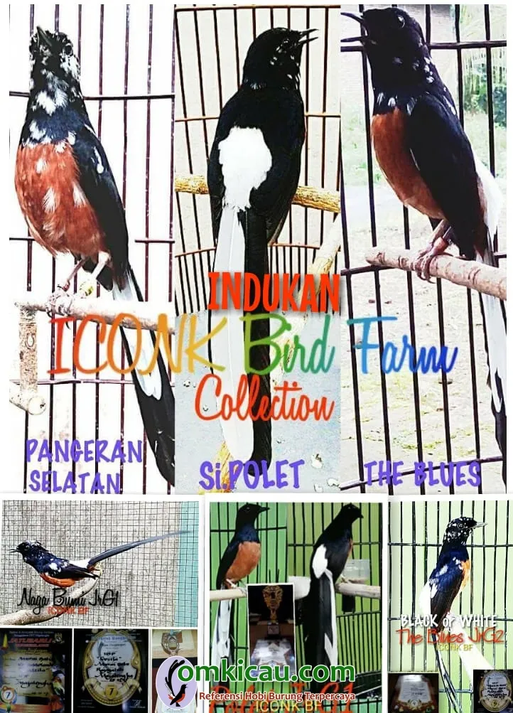 breeding murai batu