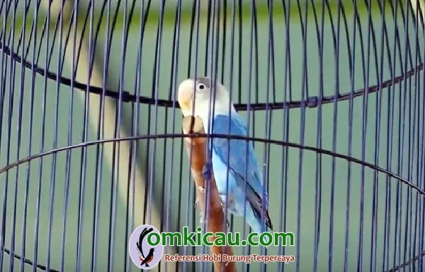 lovebird Dewa Amoy