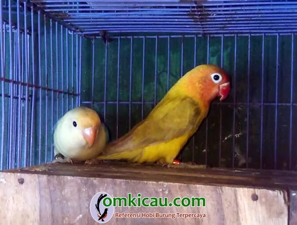 cara ternak burung lovebird
