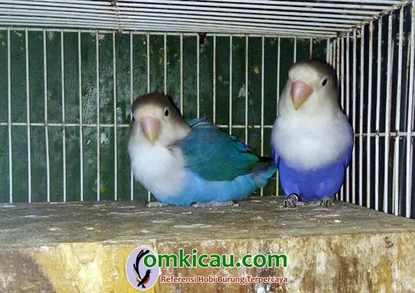penangkaran lovebird